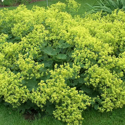 Alchemilla mollis — Lady’s Mantle 