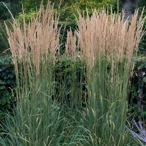 Calamagrostis × acutiflora ‘Karl Foerster’ — Karl Foerster Feather Reed Grass