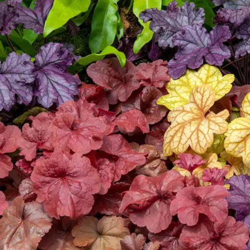 Heuchera — Coral Bells 
