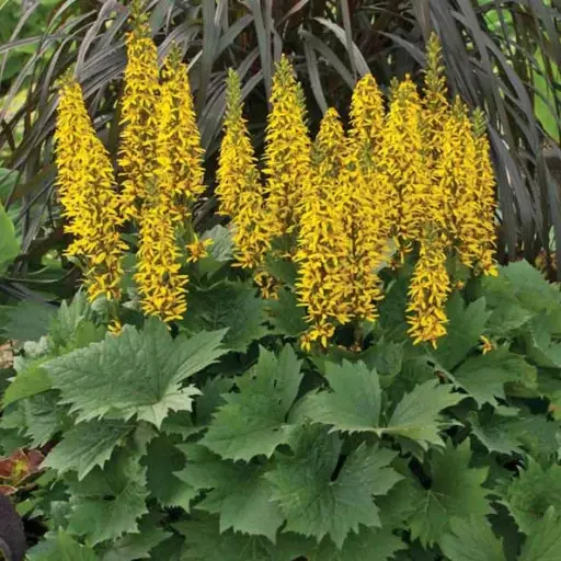 Ligularia — Leopard Plant 