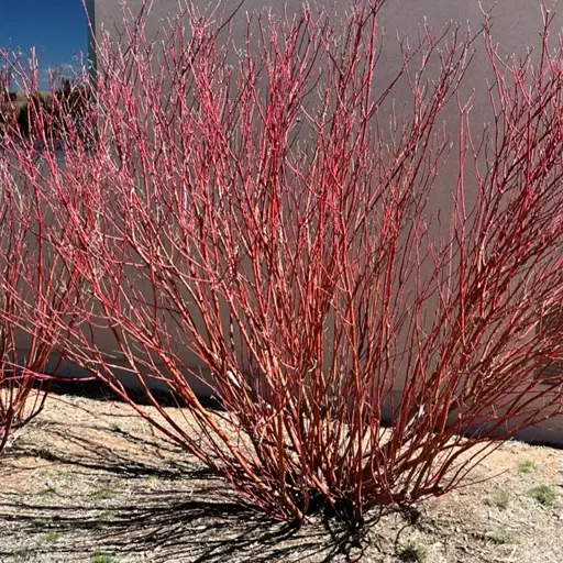 Cornus sericea — Red Twig Dogwood 