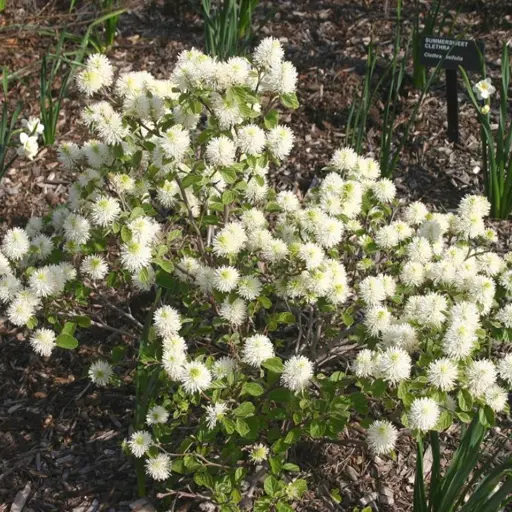 Fothergilla gardenii — Dwarf Fothergilla 