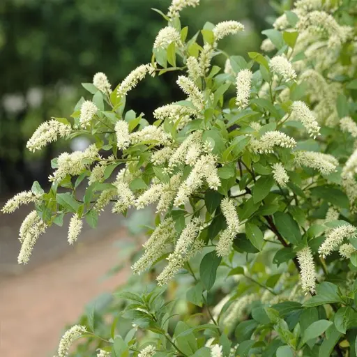 Itea virginica ‘Henry’s Garnet’ 