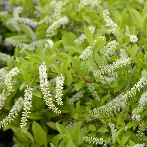Itea virginica — Virginia Sweetspire 
