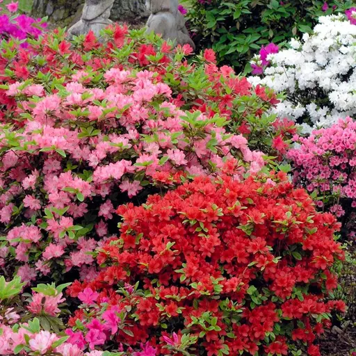 Rhododendron — Rhododendron / Azalea 