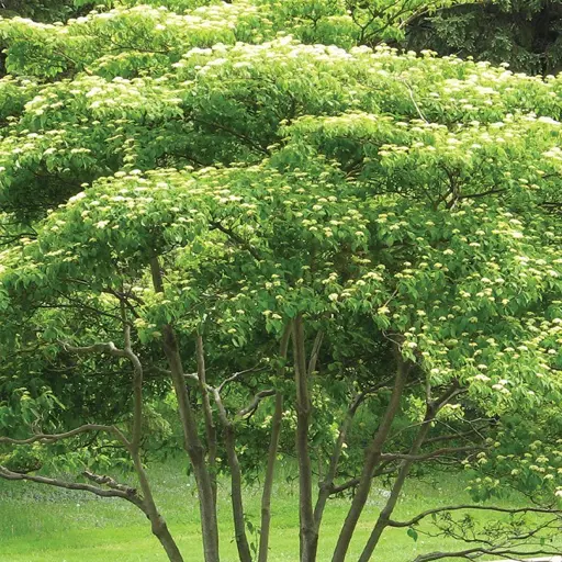Cornus alternifolia - Pagoda Dogwood