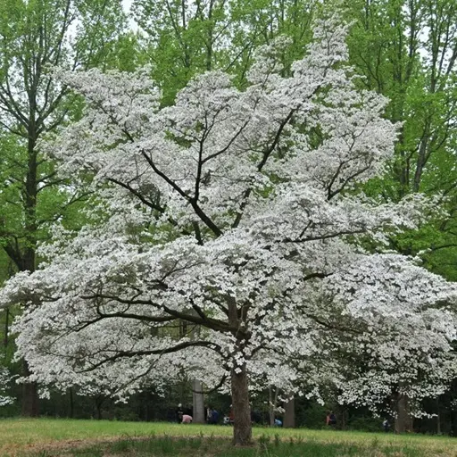 Cornus florida & Hybrids — Flowering Dogwoods