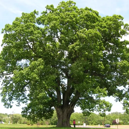 Quercus spp. — Oaks (Native Species) 